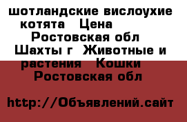 шотландские вислоухие котята › Цена ­ 2 000 - Ростовская обл., Шахты г. Животные и растения » Кошки   . Ростовская обл.